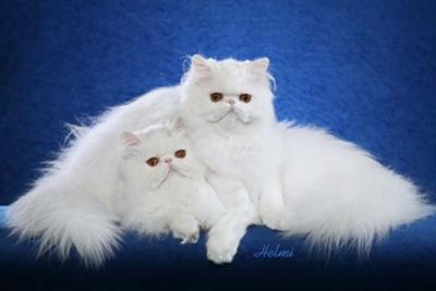 White Persian Kittens for sale