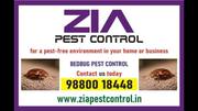 Pest Treatment bug | Two services provided 100% result | 904999