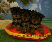 Male and female yorkie puppies need home