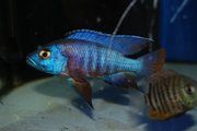 HUGE Selection of Cheap Tropical Fish