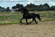  Frisian horse for sale!!!
