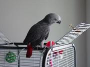 adorable african grey parrots for new homes now