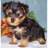 Home trained Yorkshire Terrier  for any pet loving family.